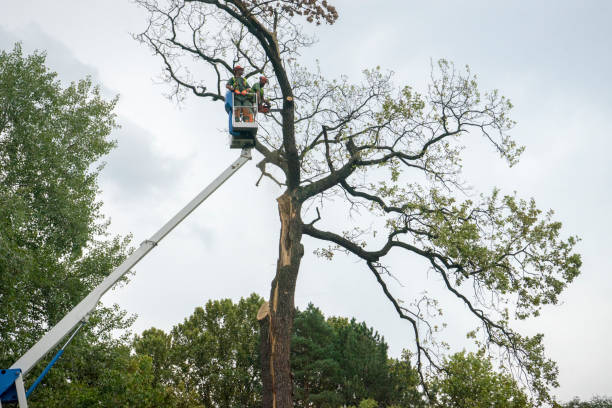 How Our Tree Care Process Works  in  Osage, IA